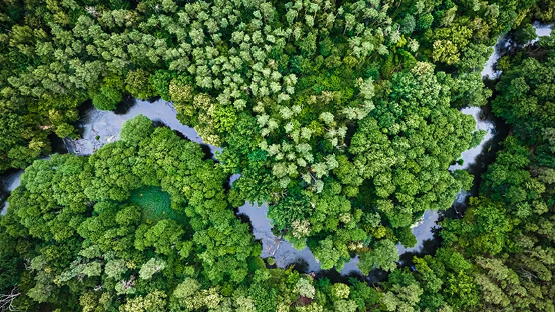aerial shot of a wetland