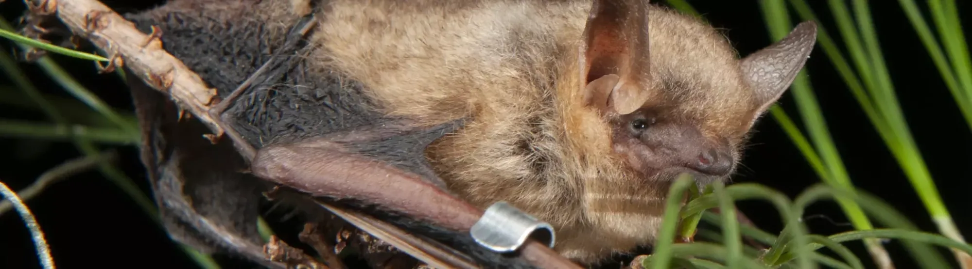 close-up of a tri-colored bat