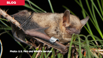 Bat Species Proposed for Endangered Species Act Listing: Pond Provides Guidance on Consultation and Permitting